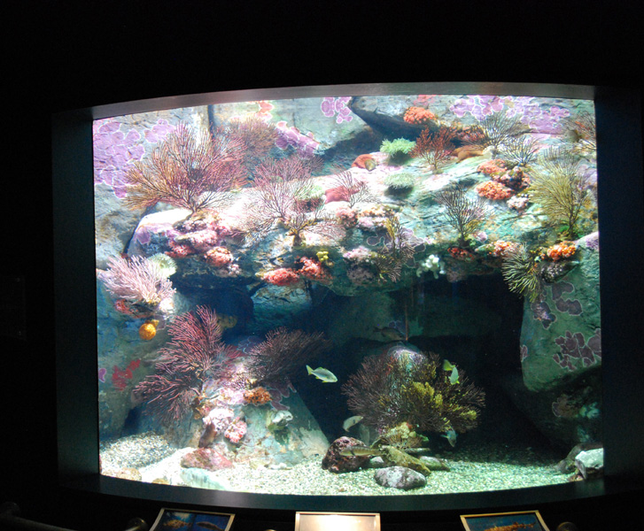 Various Pictures of Aquarium