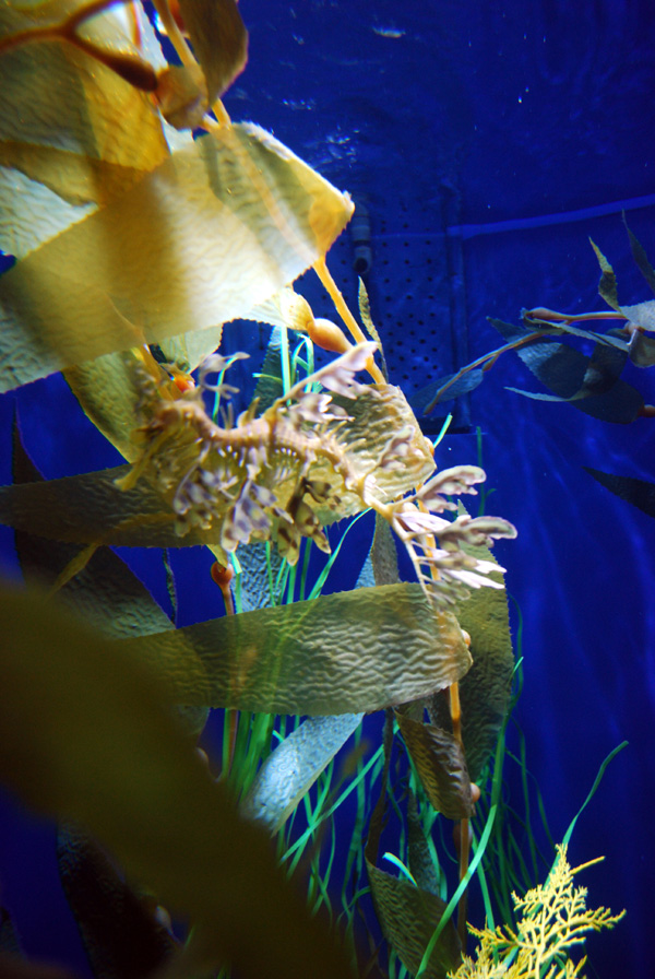 Various Pictures of Aquarium