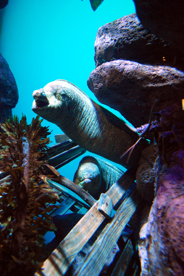 Various Pictures of Aquarium