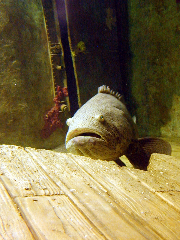 Various pictures of gatlinburg