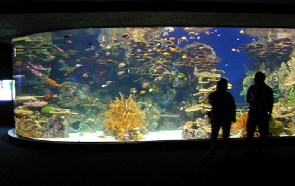 Various pictures of gatlinburg