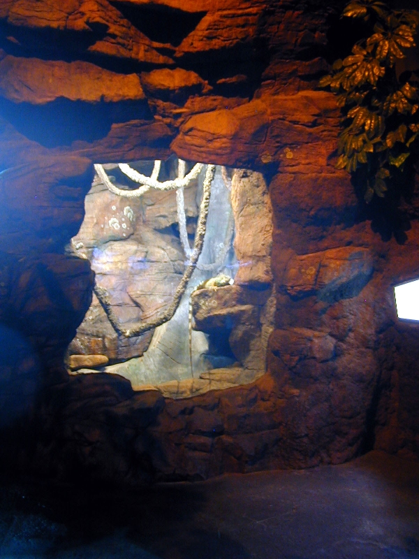 Various pictures of gatlinburg