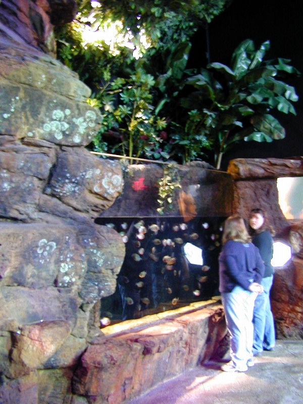 Various pictures of gatlinburg