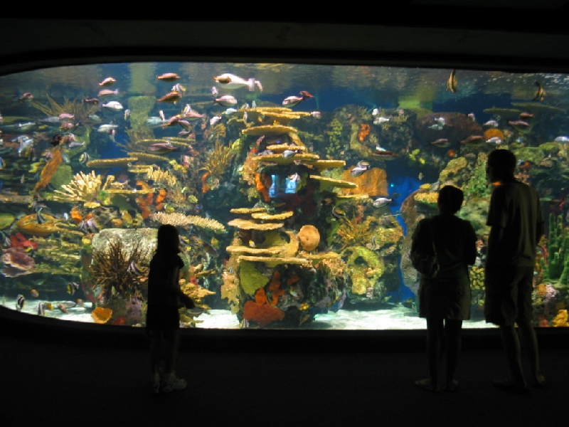 Various pictures of gatlinburg