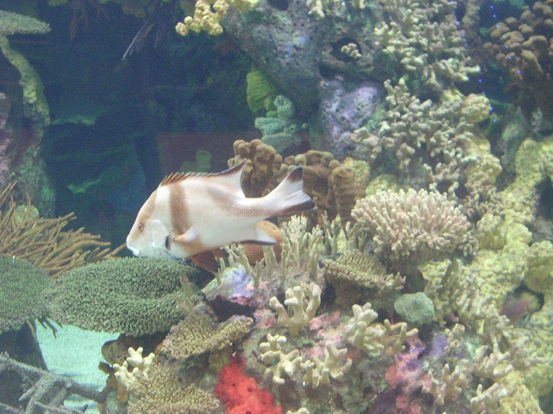 Various pictures of gatlinburg