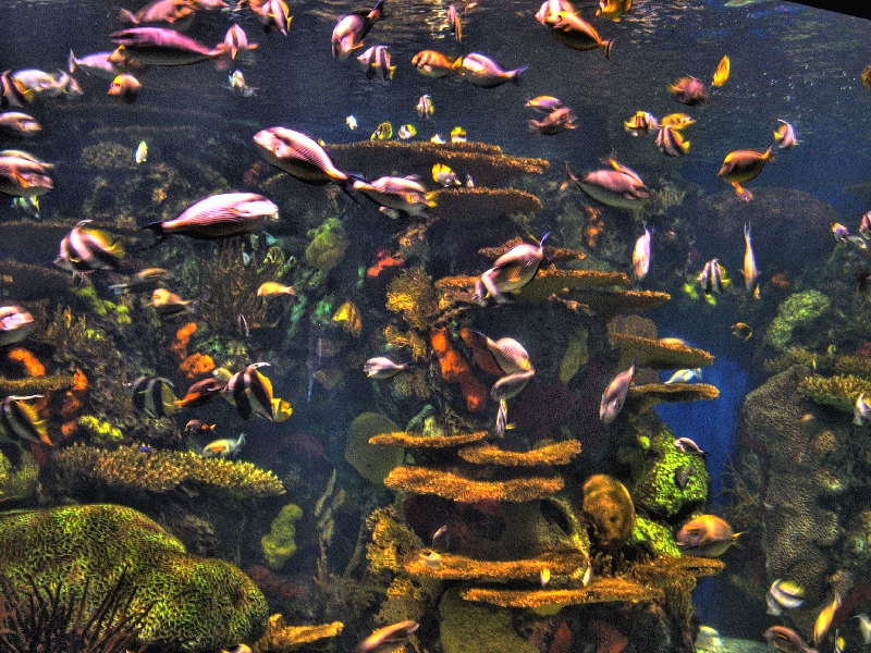 Various pictures of gatlinburg