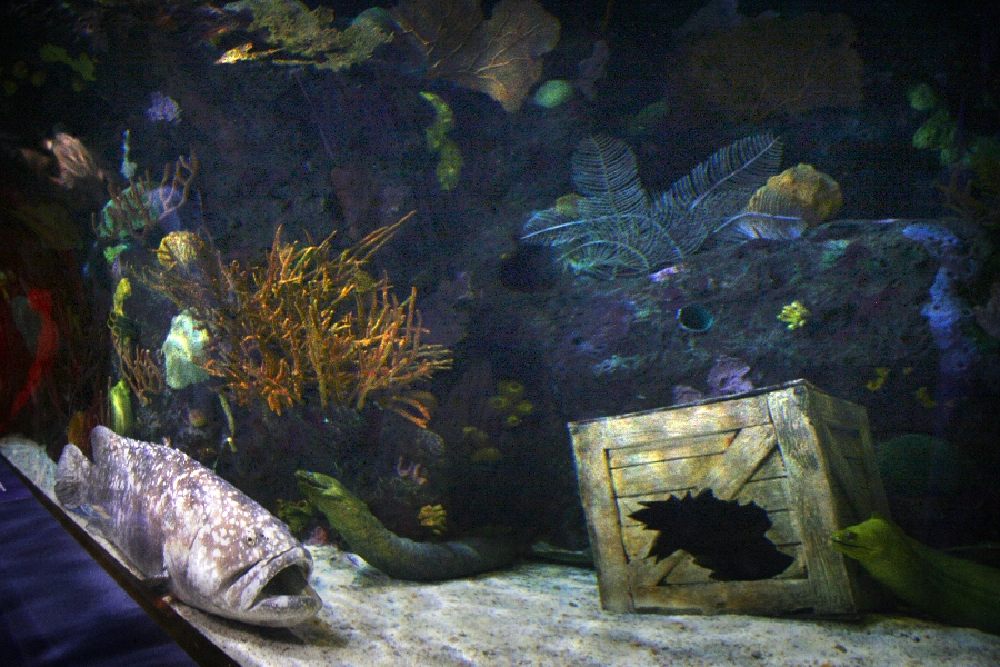 Various pictures of gatlinburg