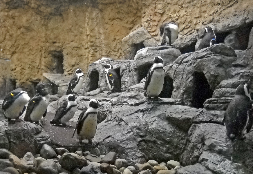 Various pictures of gatlinburg