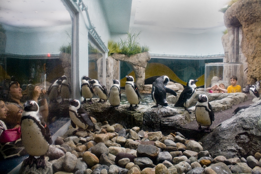 Various pictures of gatlinburg