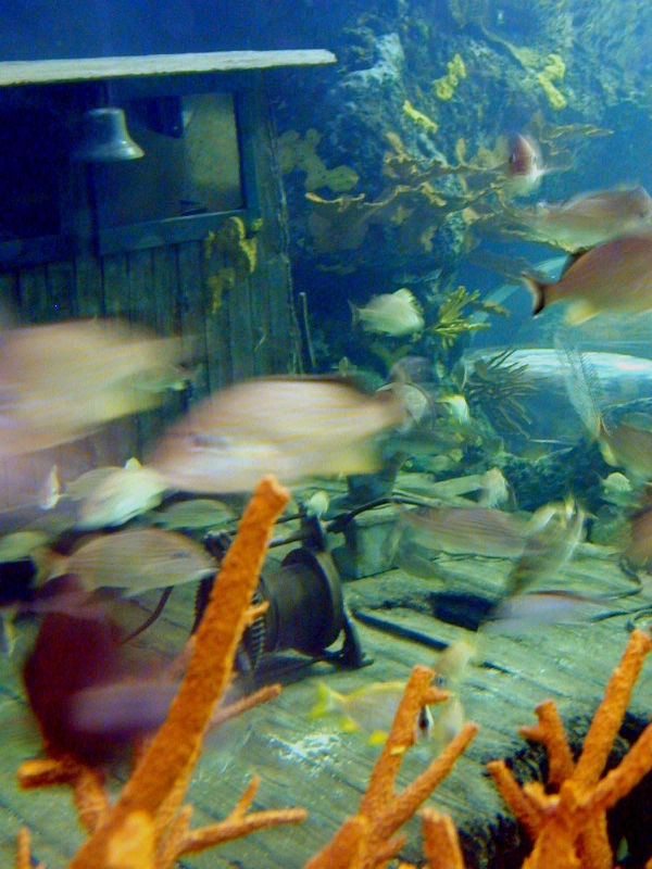 Various pictures of gatlinburg