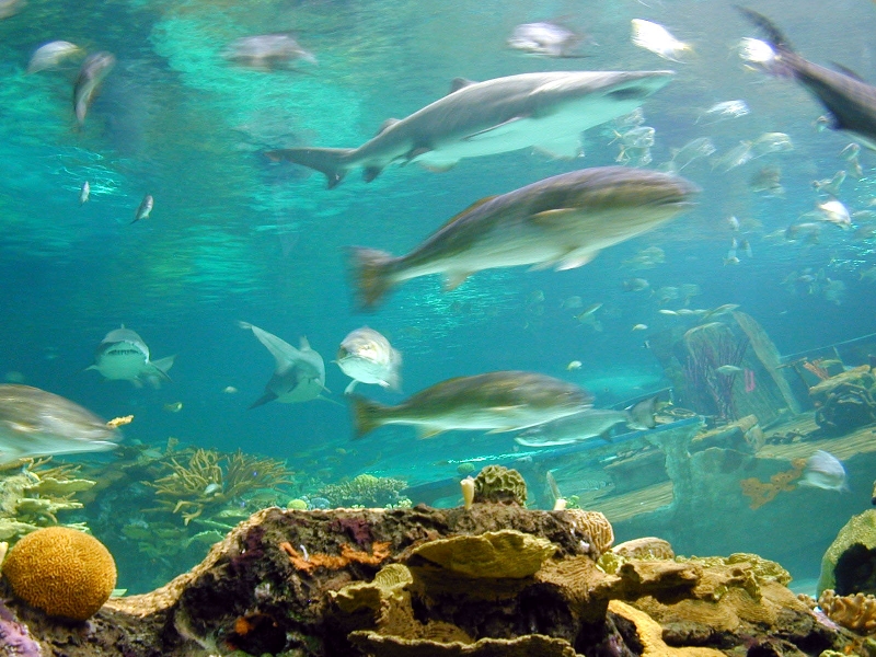 Various pictures of gatlinburg