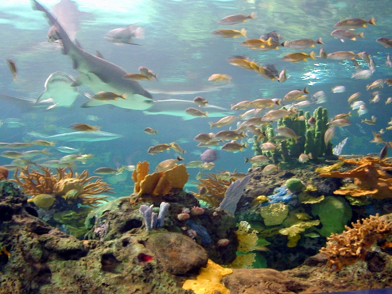 Various pictures of gatlinburg