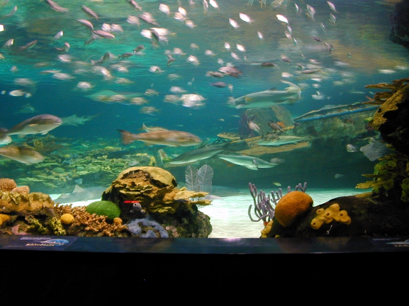 Various pictures of gatlinburg