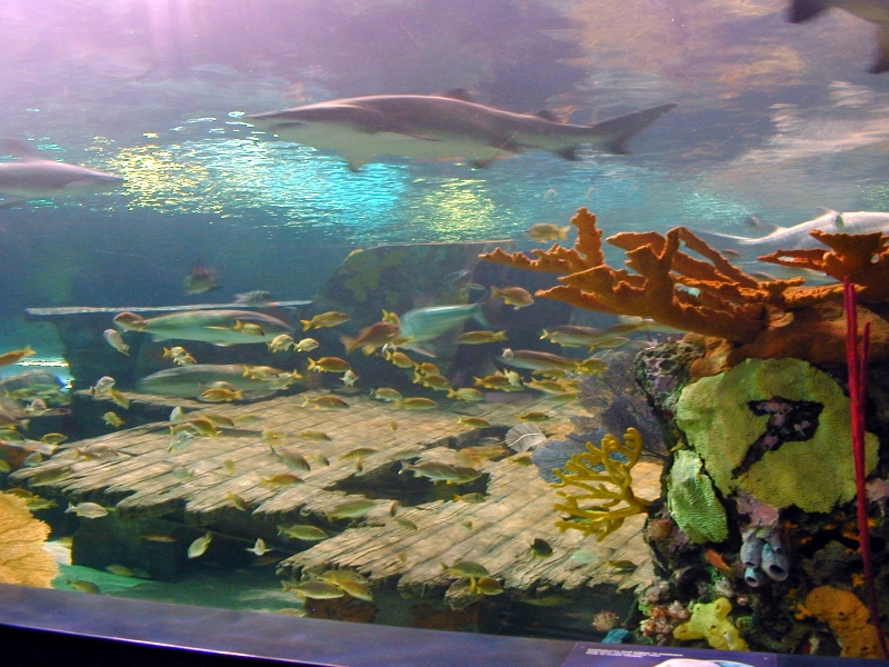 Various pictures of gatlinburg