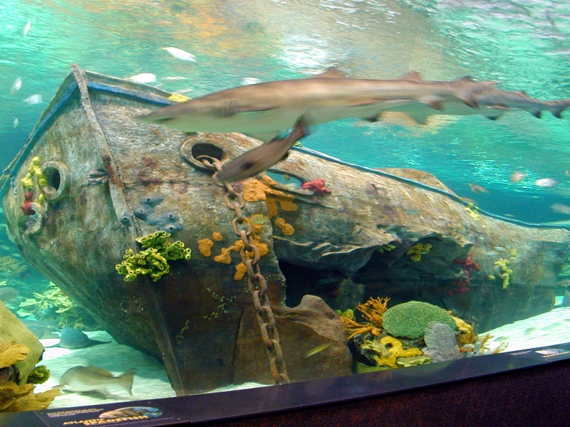 Various pictures of gatlinburg