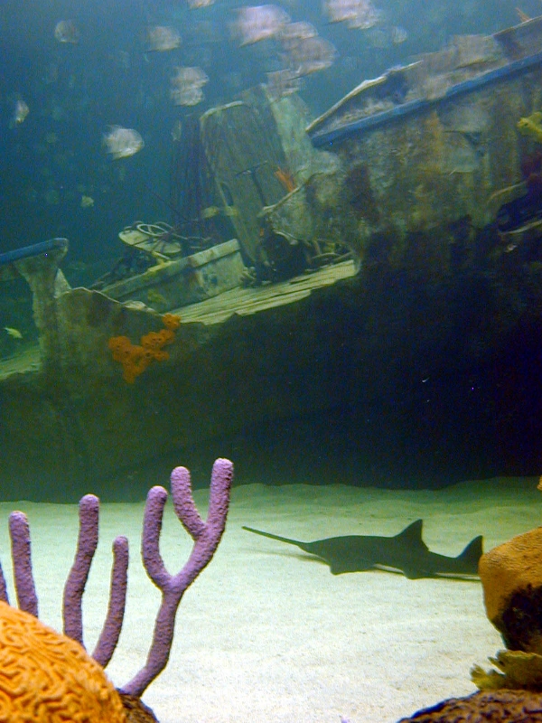 Various pictures of gatlinburg