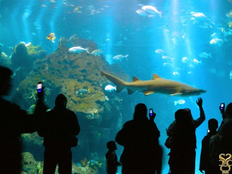 Various pictures of Kuwait Scienctific Centre