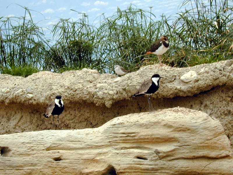 Various pictures of Kuwait Scienctific Centre