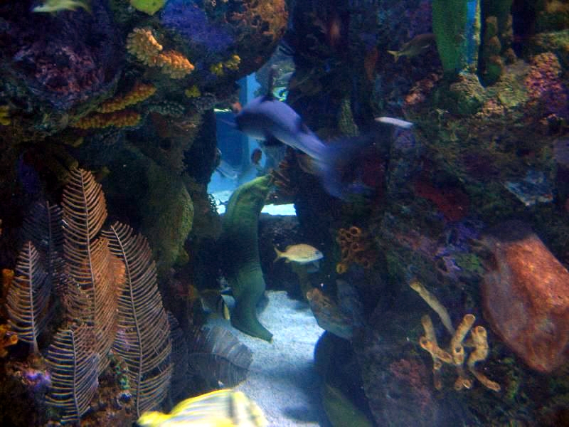 Various pictures of MOC