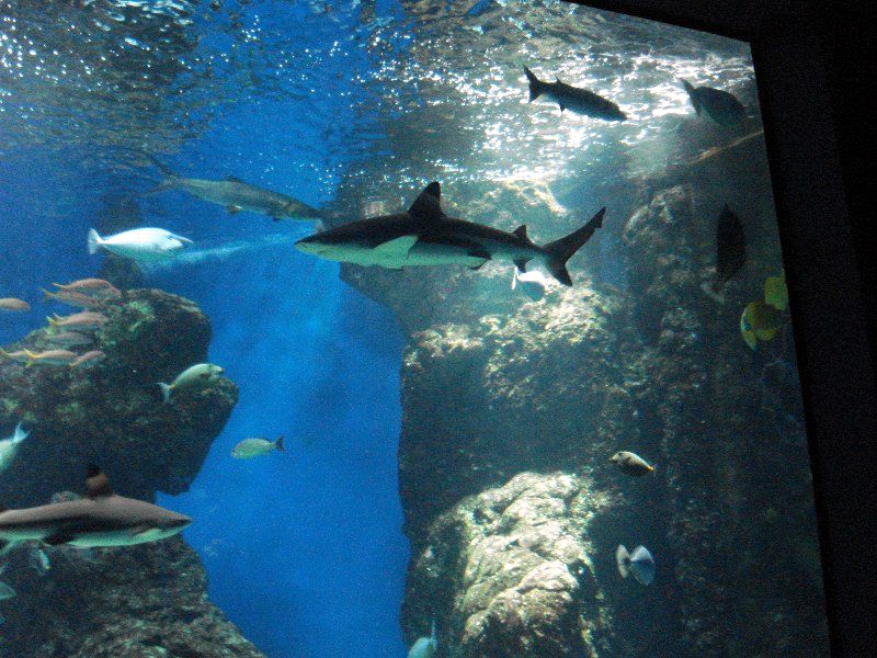 Various pictures of MOC