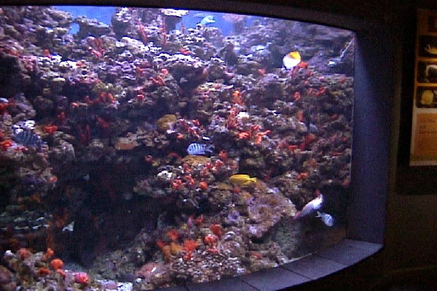 Various pictures of MOC