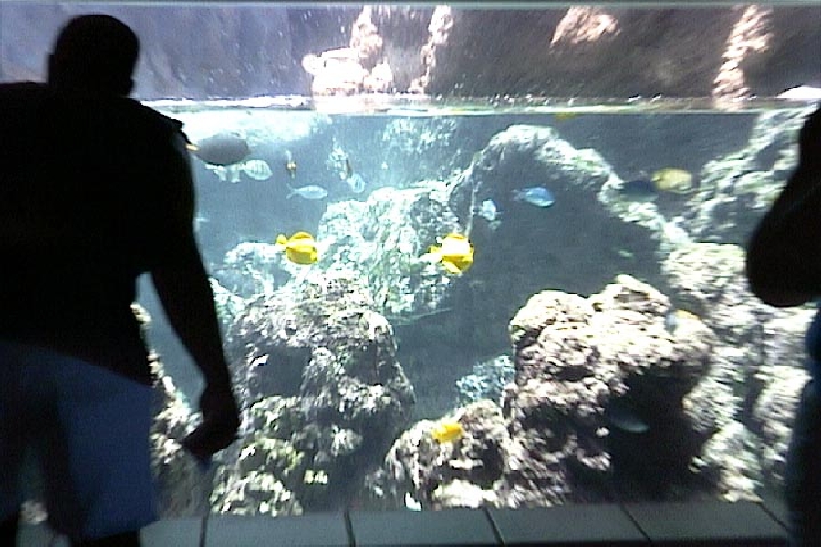 Various pictures of MOC