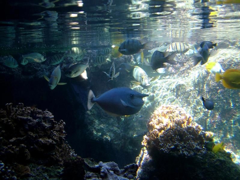 Various pictures of MOC