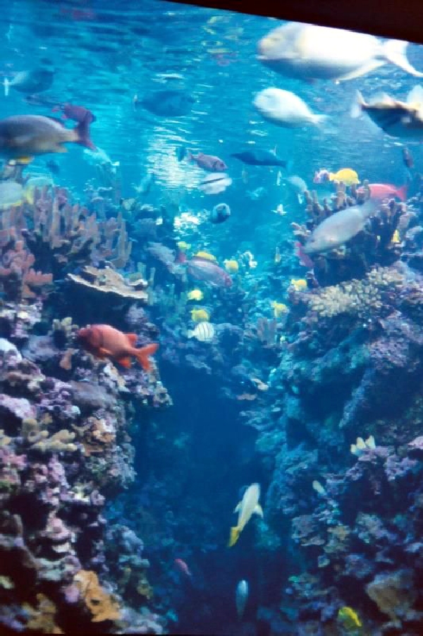 Various pictures of MOC