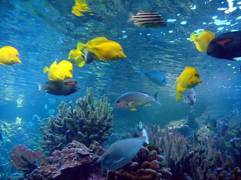 Various pictures of MOC