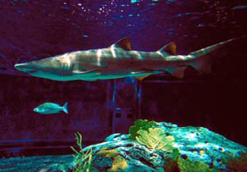 Various pictures of NAIB