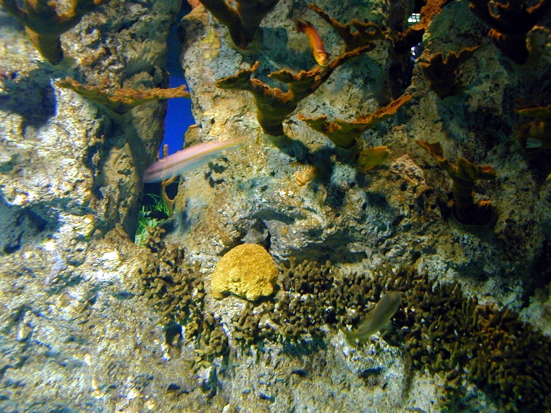 Various pictures of NAIB