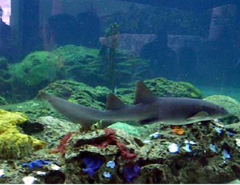 Various pictures of NAIB