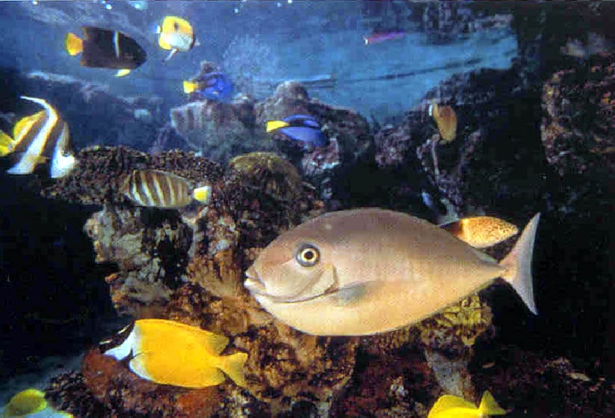 Various pictures of NAIB