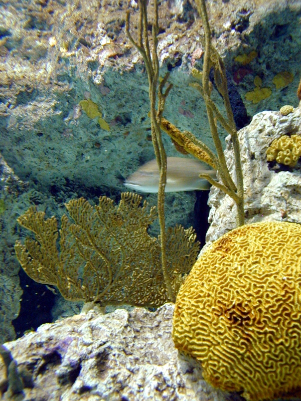 Various pictures of NAIB