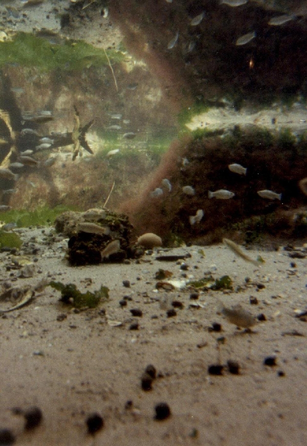 Various pictures of NY Aquarium