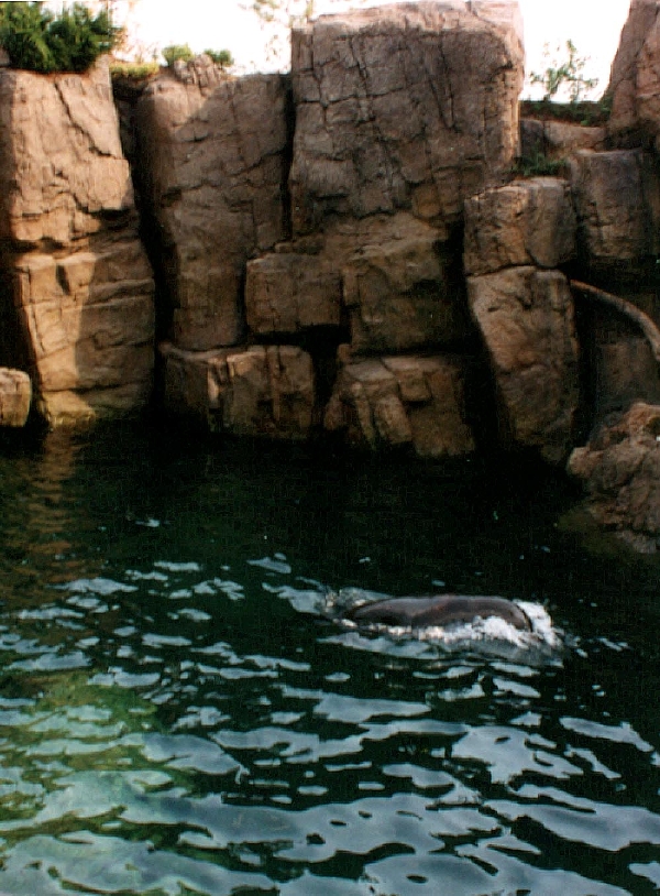 Various pictures of NY Aquarium