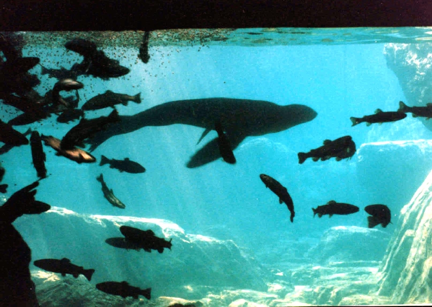 Various pictures of NY Aquarium