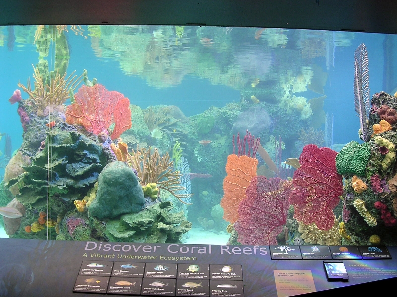 Various pictures of NY Aquarium