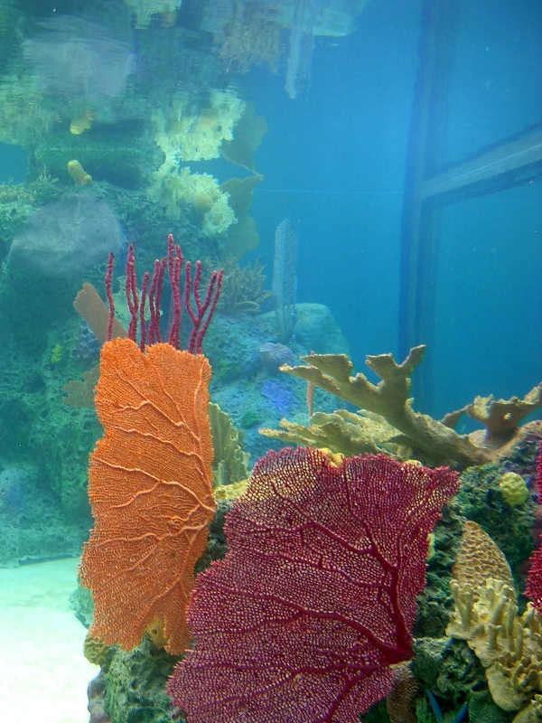 Various pictures of NY Aquarium