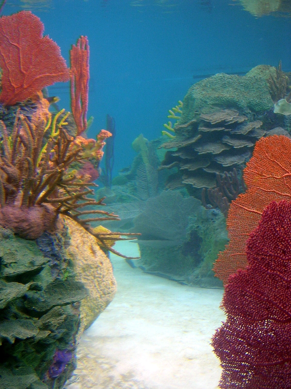 Various pictures of NY Aquarium