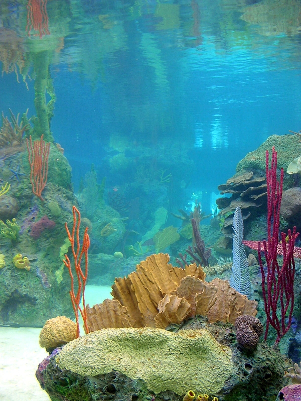 Various pictures of NY Aquarium