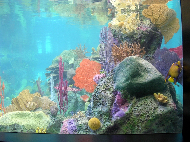 Various pictures of NY Aquarium