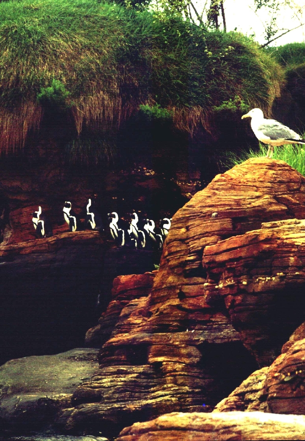 Various pictures of NY Aquarium