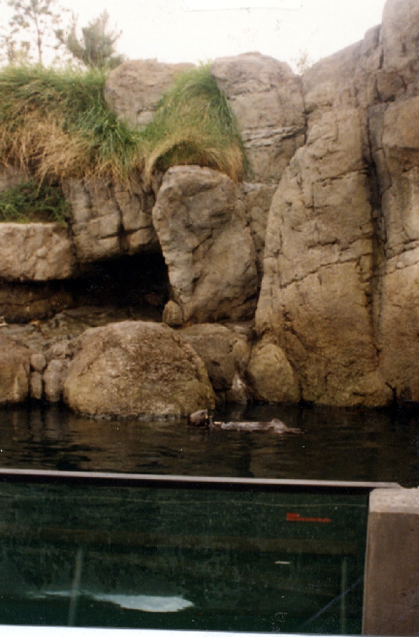 Various pictures of NY Aquarium