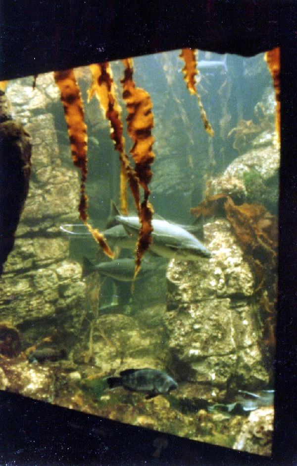 Various pictures of NY Aquarium