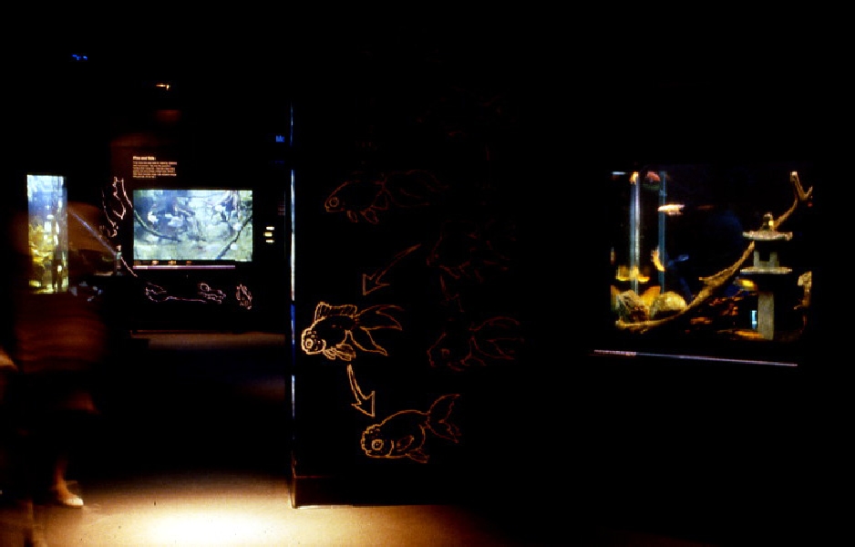 Various pictures of NY Aquarium