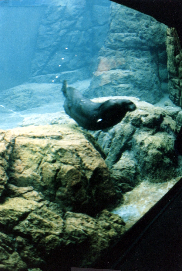 Various pictures of NY Aquarium