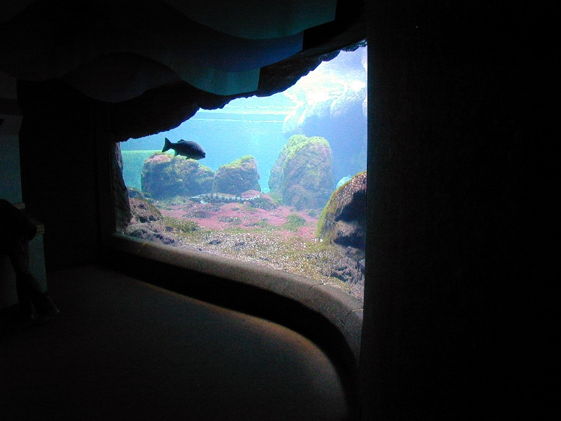 Various pictures of NY Aquarium