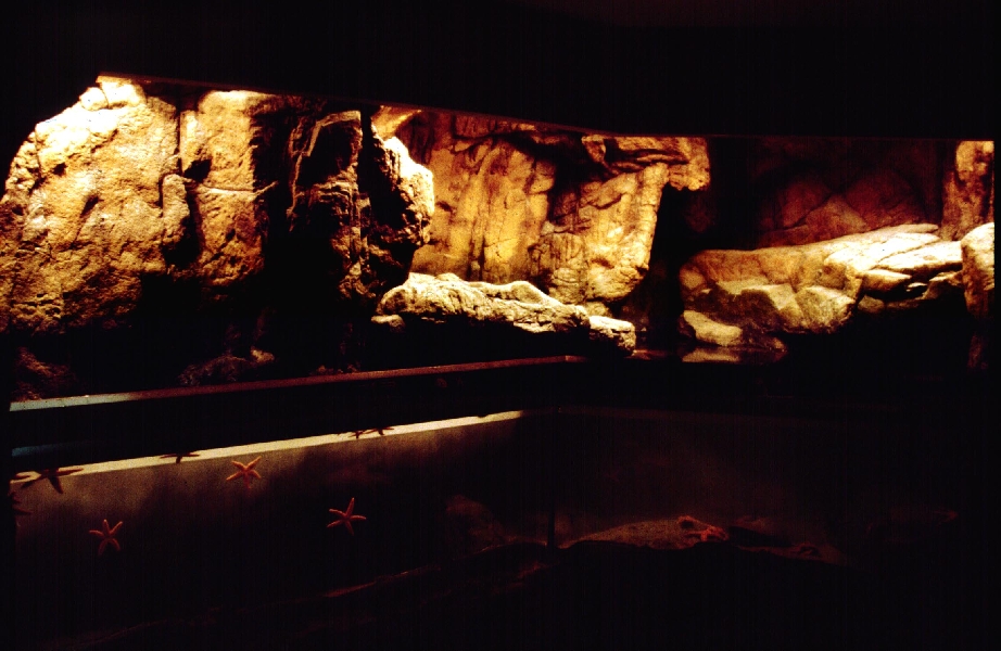 Various pictures of NY Aquarium