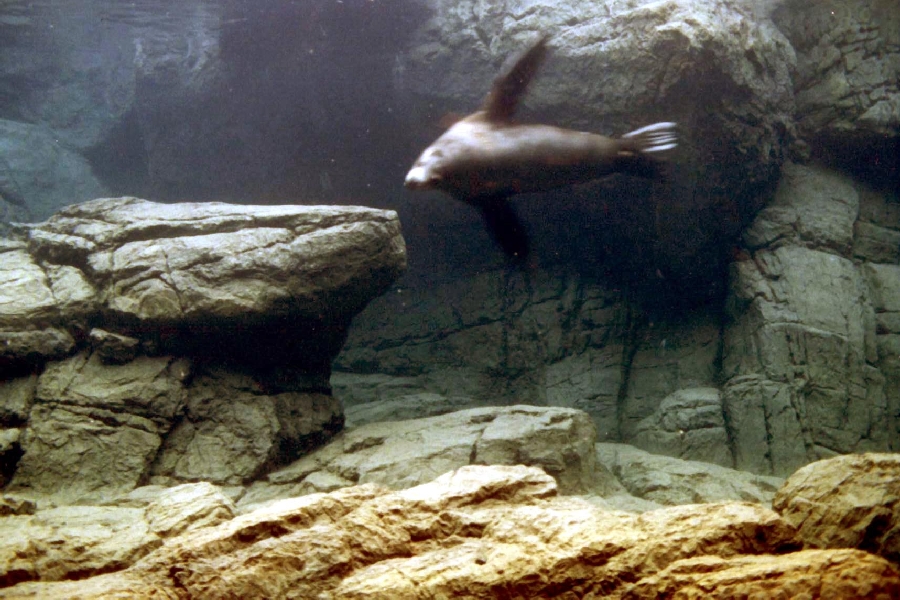 Various pictures of NY Aquarium